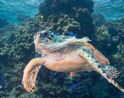 Crean una coalición mundial contra los empaques de plástico de un solo uso