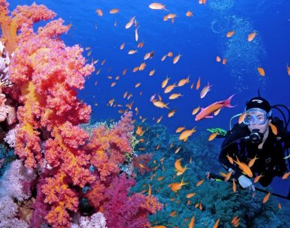 Líderes mundiales al rescate de los arrecifes de coral