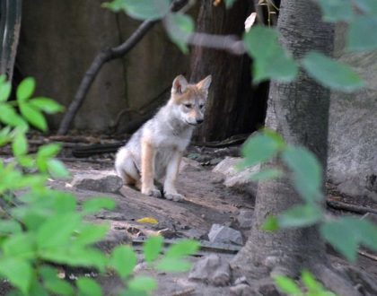 México contribuye a conservación de especies: nacen seis crías de lobo autóctono